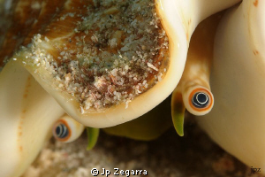 these crazy looking eyes are of a queen conch... it took ... by Jp Zegarra 